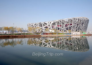 birds nest-1087
